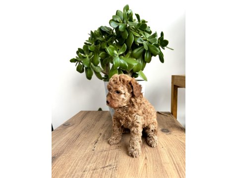 Aileden Red Toy Poodle Dişi Çok Uyguna Aşılı