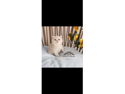 Altın Parlaklığında Golden British Shorthair