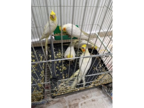 Yavru Sultan Papağanlarımız