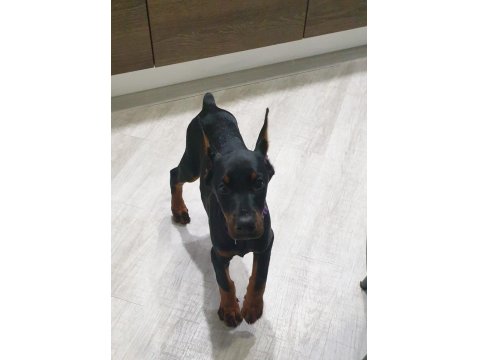 Irk Ve Sağlık Garantili Doberman