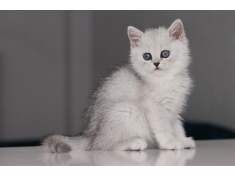 Full Şecereli Babadan Teslime Hazır Dişi British