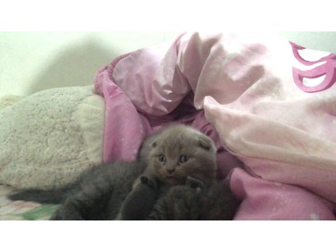 Acil Scottish Fold 2 Kardeş