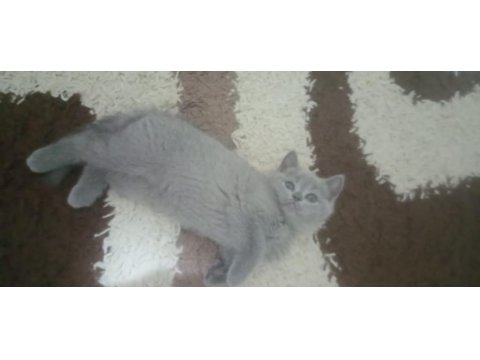 2 Aylık British Shorthair Dişi