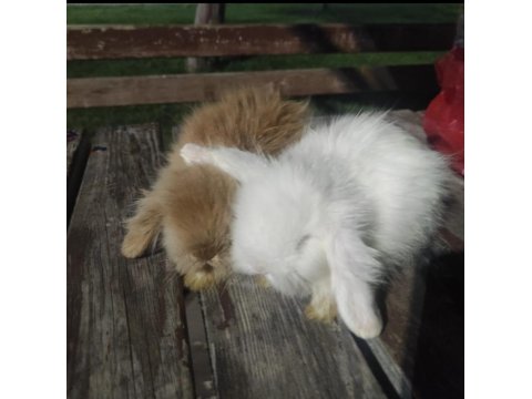 Hollanda Teddy Lop Tavşanlar