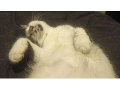 Kedimiz Kısır Ve Sevimli Kedimiz Yeni Yuvasını Arıyor