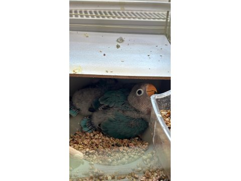 El Besleme Yavru Cennet Papağanımız