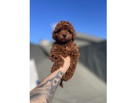 Red Brown Toy Poodle