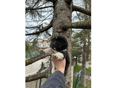 Amerikan Akita Safkan Yavrular