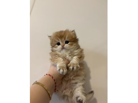 Safkan British Golden Longhair Shorthair Ny12 Yavrular