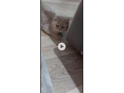 1 Buçuk Yaşında Şecereli Dişi British Shorthair