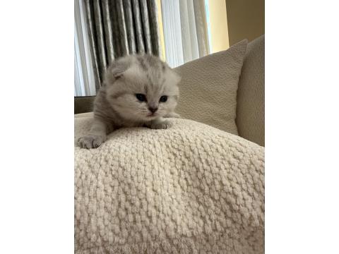 British Silver Baba Ve British Anneden Saf Irk Bebek