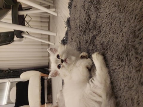 2 Adet British Longhair