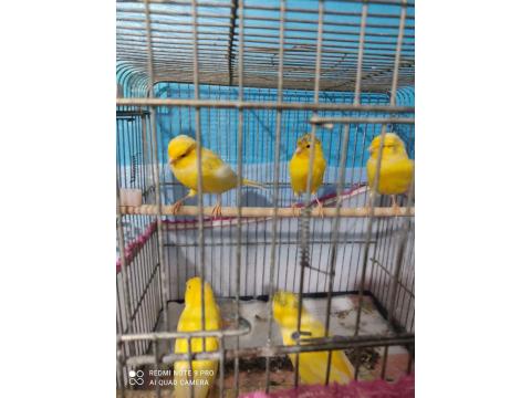 2025 Nisan Doğumlu Lanksair Erkek Kanarya