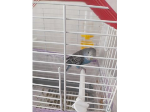 Genç Muhabbet Kuşumuz Erkek Yavru İle Takas Olabilir