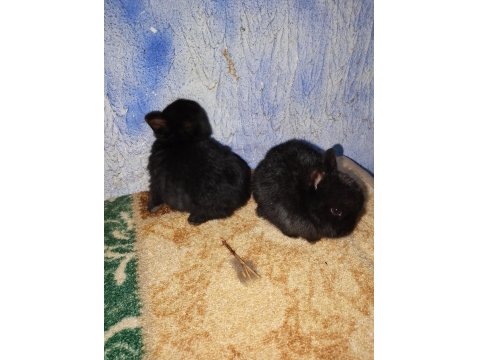 Netherland Dwarf Hollanda Cüce Tavşan
