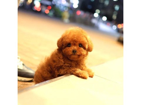Toy Poodle Yavrumuz 0 Teacup