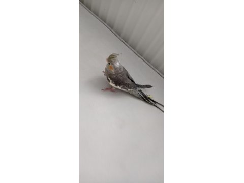 Erkek Yavru Sultan Papağanı 3 Aylık Ele Alışık Evcil Papağanımız