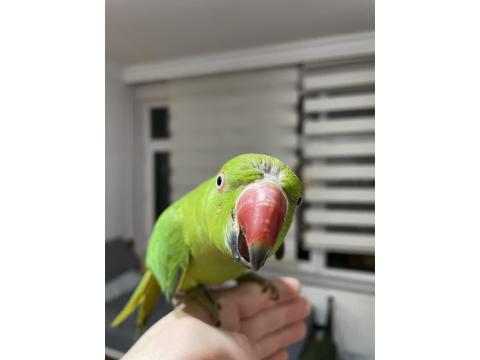 10 Aylık Erkek Pakistan Papağanı