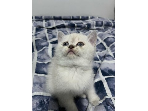 Güzel Kedi Yavrularımız Yeni Yuvasını Arıyor