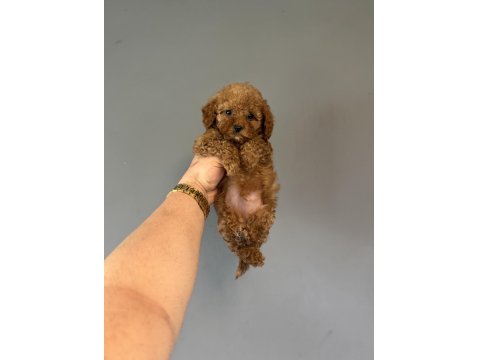 A Kalite Toy Poodle Aşılı Bebeklerimiz