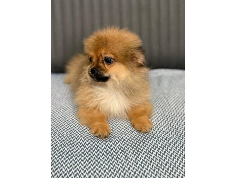 Pomeranian Bebeklerimiz Yuvasını Arıyor
