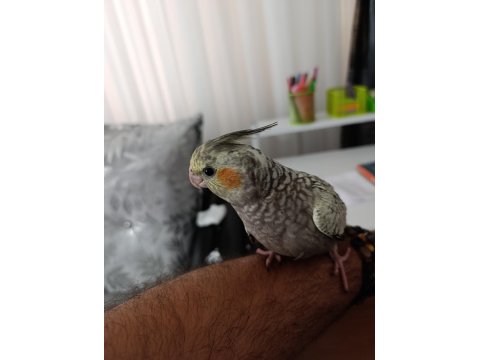 Ele Alışkın Isırma Bilmezler Evcil Çok Güzel Çift Sultan Papağanı