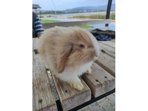 Hollanda Teddy Lop Tavşan Umay
