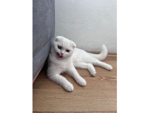 Pamuk Scottish Fold Kedim
