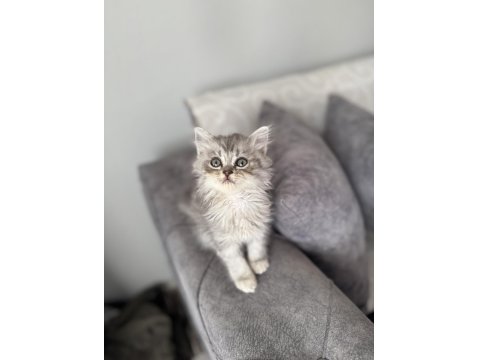 British Longhair Erkek Silver