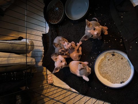 Safkan Kanada Sfenksi Yavruları