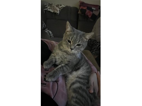 Kedimizi Sahiplendirme