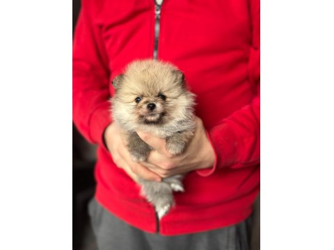 Pomeranian Boo Yavruları Kredi Kartı Geçerlidir