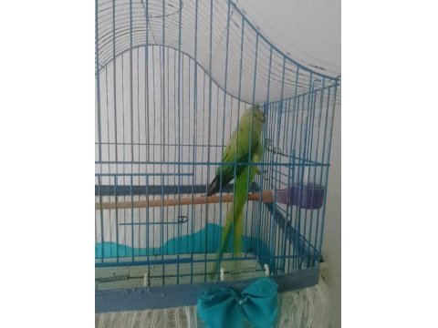 Erkek Evcil Pakistan Papağanı