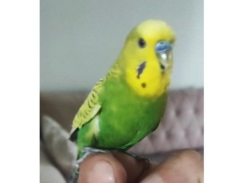 Konuşan Çift Veya Tek Muhabbet Kuşu