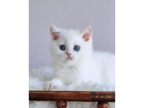 Saf Güzellikte Silver British Shorthair Ns1133