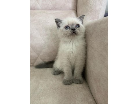 Ayı Surat Top Kafa Erkek British Shorthair Bebiş