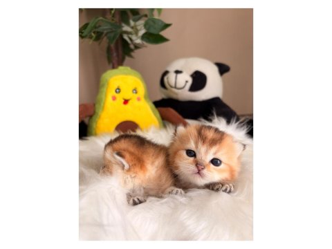 Golden British Longhair Yavrular