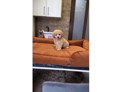 Baby Face Maltipoo Yavrularımız