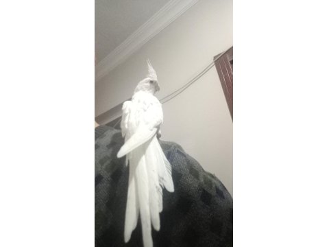 Her Renk Yavru Sultan Papağanı