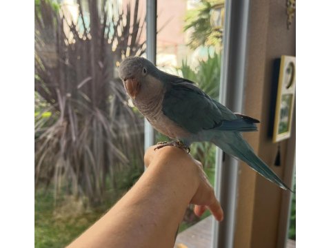 16 Aylık Full Evcil Konuşan Pudra Mavisi Monk Papağanı