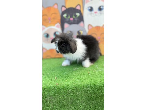 Hollanda Teddy Lop Tavşan