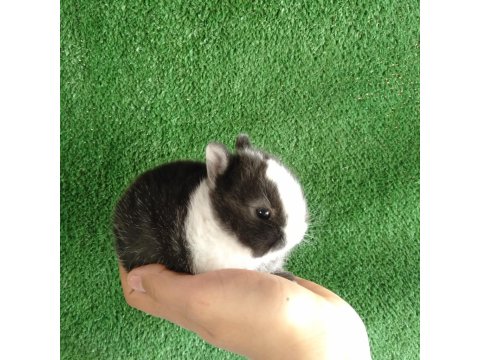 Hollanda Cücesi Tavşan Eşli Yada Tek Olarak Siyah Beyaz