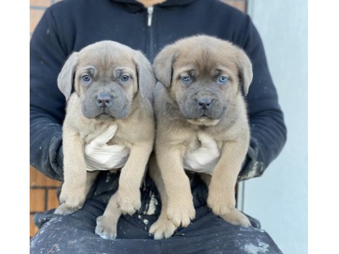 Cane Corso Cinsi Köpek Yavruları