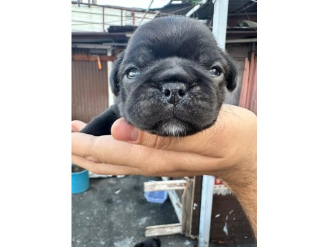 30 Günlük Siyah Pug Yavruları Rezerve Açık