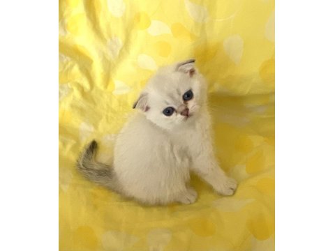 Silver Point Ns1133 Safkan Orjinal Scottish Fold Mavi Gözlü