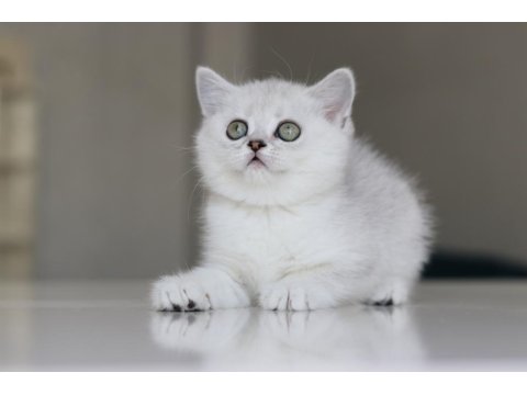 Full Şecereli Babadan Teslime Hazır Dişi Kedimiz