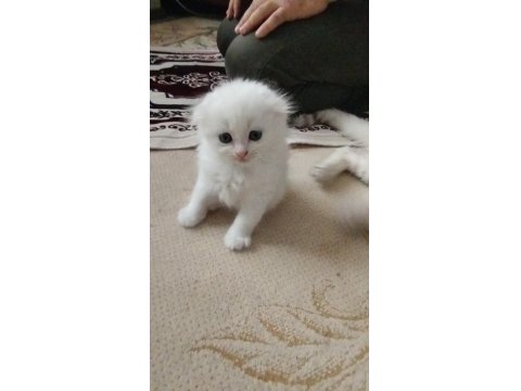 Meksikalı Kedimiz Pablo