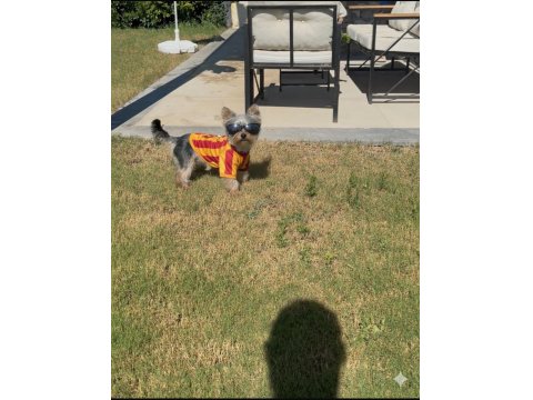 Yakışıklı Yorkshire Terrier Prens
