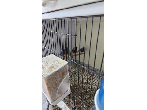 Goldian Finch (Gökkuşağı İspinozu)