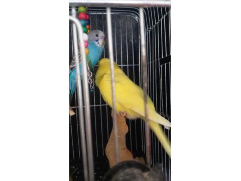 2 Aylık Muhabbet Kuşu Yavrular